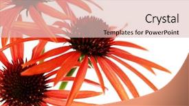  Presentation with echinacea - Amazing presentation having echinacea flowers on white background - flowers and plants backdrop and a lemonade colored foreground