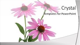  Presentation with echinacea - Amazing PPT layouts having echinacea flowers on white backdrop and a white colored foreground