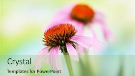  Presentation with echinacea - Presentation enhanced with echinacea flowers outdoors background and a mint green colored foreground