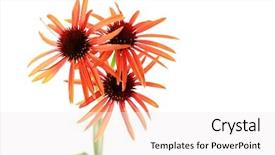  Presentation with echinacea - Audience pleasing presentation theme consisting of echinacea flowers on white background backdrop and a sky blue colored foreground