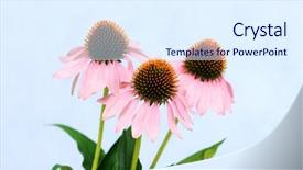  Presentation with echinacea - Beautiful PPT layouts featuring echinacea flowers backdrop and a sky blue colored foreground