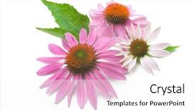  Presentation with echinacea - Audience pleasing presentation theme consisting of beautiful woman practicing yoga on the roof virabhadrasana warrior pose backdrop and a gray colored foreground