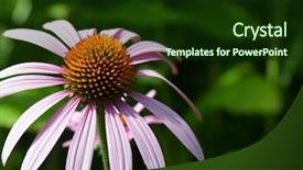  Presentation with echinacea - PPT theme consisting of echinacea-purple-cone-flower-bloom background and a tawny brown colored foreground
