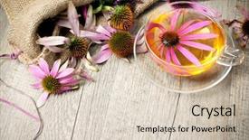  Presentation with echinacea - Cool new presentation design with echinacea purpurea cup of herbal backdrop and a soft green colored foreground