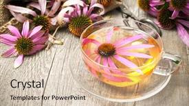  Presentation with echinacea - Audience pleasing presentation consisting of echinacea purpurea cup of herbal backdrop and a lemonade colored foreground