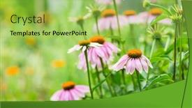  Presentation with echinacea - Presentation design having echinacea-purpurea-in-garden-healing background and a yellow colored foreground