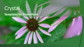  Presentation with medicinal plant - Slide deck featuring echinacea purpurea in the summer background and a forest green colored foreground