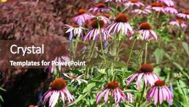 Presentation with immunity - PPT layouts consisting of echinacea the important herb used to fight colds and to boost immunity but also a lovely garden flower background and a tawny brown colored foreground