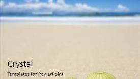  Presentation with sea shells - PPT layouts having echinoderm - beach scene with two dead background and a lemonade colored foreground
