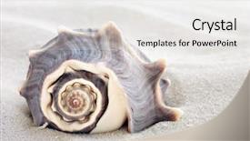  Presentation with seashell - Presentation design consisting of echinoderm - beautiful seashell on white sand background and a white colored foreground