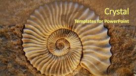  Presentation with seashell - Presentation enhanced with echinoderm - beautiful seashell background and a tawny brown colored foreground