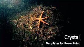  Presentation with annual dinner under the sea - Colorful slide set enhanced with echinoderm - beautiful under the sea backdrop and a black colored foreground