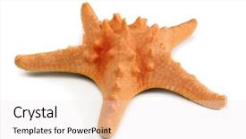  Presentation with orange starfish - Slides having echinoderm - big orange starfish isolated background and a sky blue colored foreground