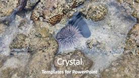  Presentation with indo japan - Cool new PPT layouts with echinoderm - burrowing urchin echinometra mathaei immersed backdrop and a gray colored foreground
