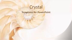  Presentation with shell - Beautiful presentation design featuring echinoderm - chambered nautilus shell backdrop and a lemonade colored foreground