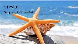  Presentation with starfish - Beautiful slide set featuring echinoderm - closeup of a starfish backdrop and a light blue colored foreground