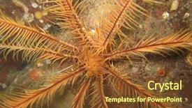  Presentation with feather - Presentation theme with echinoderm - front view of yellow feather background and a  colored foreground