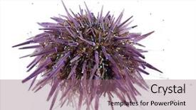  Presentation with white sea urchin - Cool new PPT layouts with echinoderm - purple sea urchin paracentrotus lividus backdrop and a violet colored foreground