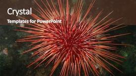  Presentation with ocean - Presentation with echinoderm - red sea urchin strongylocentrotus franciscanus background and a tawny brown colored foreground