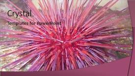  Presentation with underwater - Colorful theme enhanced with echinoderm - red sea urchin strongylocentrotus franciscanus backdrop and a coral colored foreground