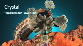  Presentation with sea cucumber - Presentation consisting of echinoderm - sea cucumber underwater background and a ocean colored foreground