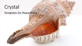  Presentation with sea shell - Slides with echinoderm - sea shell isolated on white background and a lemonade colored foreground