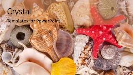  Presentation with sea shells - PPT theme having echinoderm - sea shells background background and a coral colored foreground