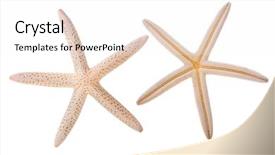  Presentation with star - Colorful slides enhanced with echinoderm - sea star isolated on white backdrop and a white colored foreground