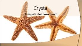  Presentation with star - PPT theme enhanced with echinoderm - sea star isolated on white background and a lemonade colored foreground