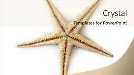  Presentation with star - Slides consisting of echinoderm - sea star isolated on white background and a lemonade colored foreground