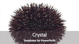  Presentation with white sea urchin - Theme consisting of echinoderm - sea urchin background and a dark gray colored foreground
