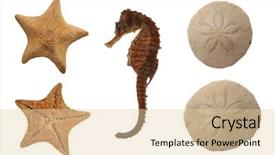  Presentation with sea animals - Presentation theme enhanced with echinoderm - set of sea animals isolated background and a lemonade colored foreground