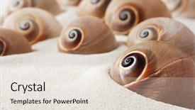  Presentation with white sand - Colorful theme enhanced with echinoderm - spiral snail seashells on white backdrop and a sky blue colored foreground