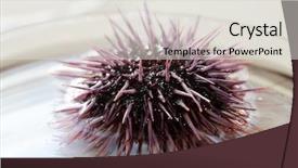  Presentation with nature purple - Amazing slides having echinoderm - strongylocentrotus purpuratus aka purple sea backdrop and a light gray colored foreground