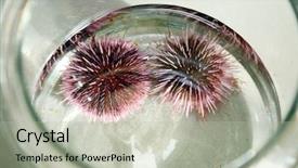  Presentation with nature purple - Slides with echinoderm - strongylocentrotus purpuratus aka purple sea background and a mint green colored foreground
