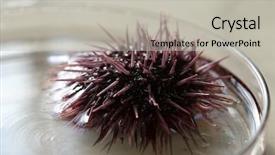  Presentation with nature purple - Colorful theme enhanced with echinoderm - strongylocentrotus purpuratus aka purple sea backdrop and a light gray colored foreground