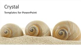  Presentation with memories - Theme consisting of echinoderm - vacation memories from beach background and a white colored foreground