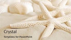  Presentation with starfish - Audience pleasing slides consisting of echinoderm - white finger starfish and seashells backdrop and a soft green colored foreground