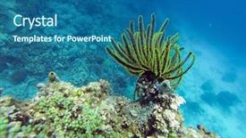  Presentation with echinodermata - Cool new PPT theme with echinodermata - black and green crinoid backdrop and a ocean colored foreground