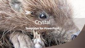  Presentation with echinodermata - PPT layouts enhanced with echinodermata - close up of hedgehog's head background and a gray colored foreground