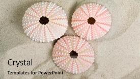  Presentation with echinodermata - Slide deck having echinodermata - fine detail of pink textured background and a mint green colored foreground