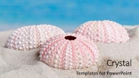  Presentation with echinodermata - Amazing slide deck having echinodermata - fine detail of pink textured backdrop and a soft green colored foreground