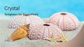  Presentation with echinodermata - PPT theme consisting of echinodermata - fine detail of pink textured background and a arctic colored foreground