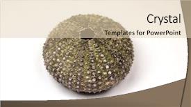  Presentation with echinodermata - Slide deck enhanced with echinodermata - sea urchin shell on white background and a lemonade colored foreground