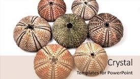  Presentation with echinodermata - Amazing PPT theme having echinodermata - sea urchin shells on white backdrop and a coral colored foreground