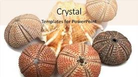  Presentation with echinodermata - Slide set featuring echinodermata - sea urchin shells on white background and a lemonade colored foreground