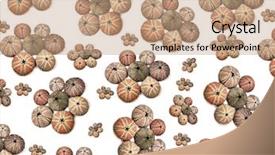  Presentation with sea shells - Audience pleasing PPT theme consisting of echinodermata - sea urchins shells background backdrop and a coral colored foreground
