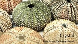  Presentation with echinodermata - Colorful PPT layouts enhanced with echinodermata - shells of sea urchins backdrop and a coral colored foreground