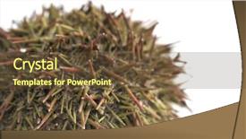  Presentation with echinodermata - Colorful PPT layouts enhanced with echinodermata - urchin backdrop and a tawny brown colored foreground