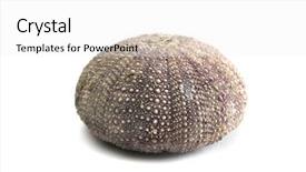  Presentation with echinodermata - Presentation theme with echinodermata - urchin background and a white colored foreground